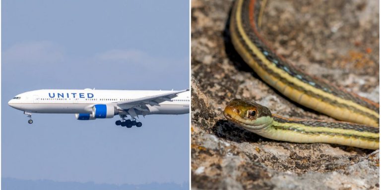 PANICĂ la bordul unui avion de pasageri! Un şarpe imens i-a băgat în sperieţi pe oameni
