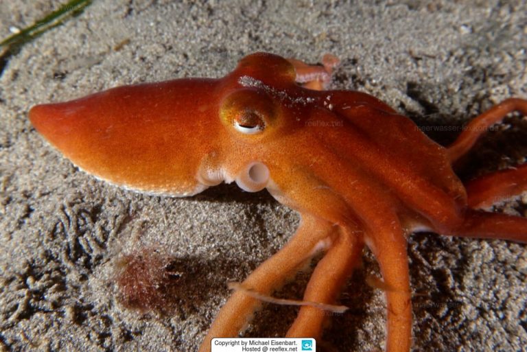 Veninul unei caracatiţe din Australia ar putea deţine secretul în lupta contra melanomului