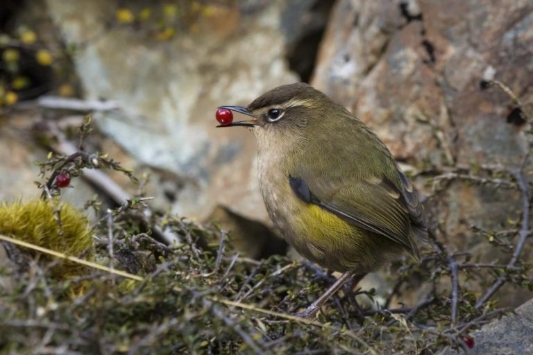 O pasăre alpină de mici dimensiuni, desemnată Pasărea anului 2022 în Noua Zeelandă