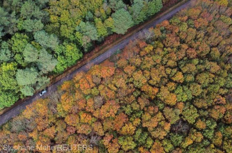 Ministerul Mediului și Agenția Moldsilva anunță demararea Programului Național de Împădurire