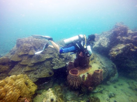 Un recif de corali necunoscut până acum, descoperit în largul arhipelagului Galapagos din Ecuador