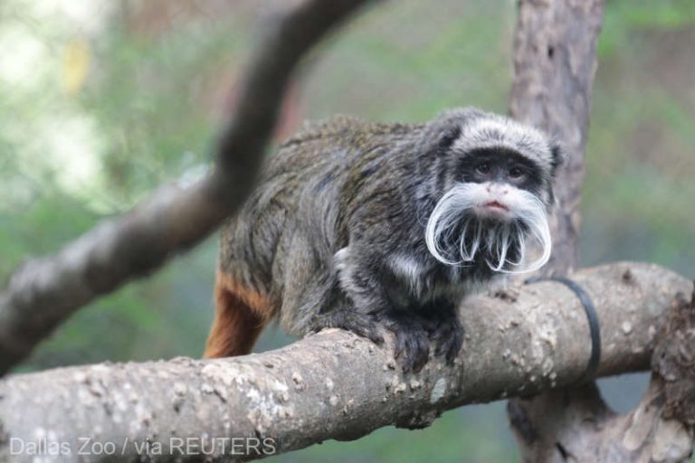 Două maimuţe EVADATE de la Grădina Zoologică din Dallas au fost găsite la zeci de kilometri depărtare