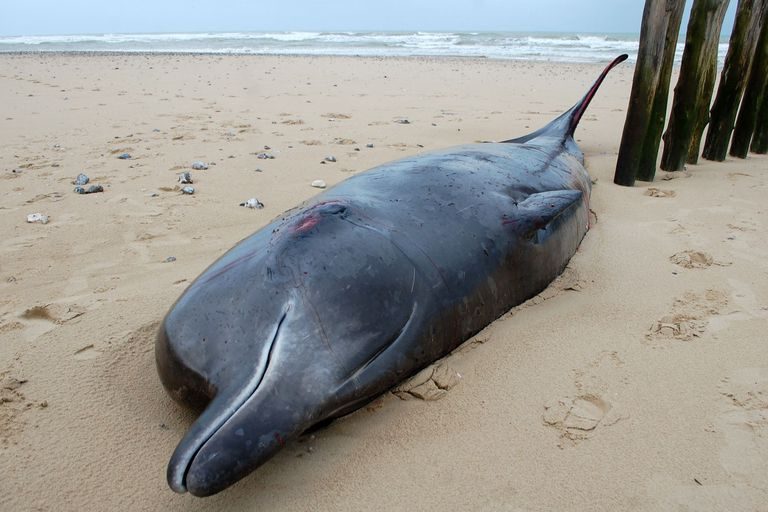 O balenă cu cioc a eşuat pe o plajă în nordul Franţei
