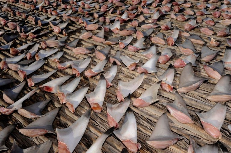 Supa de aripioare de rechin a intrat în colimatorul COP-19