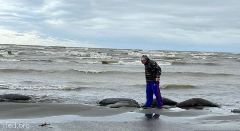 Aproximativ 2.500 de foci caspice  au fost găsite moarte în Daghestan