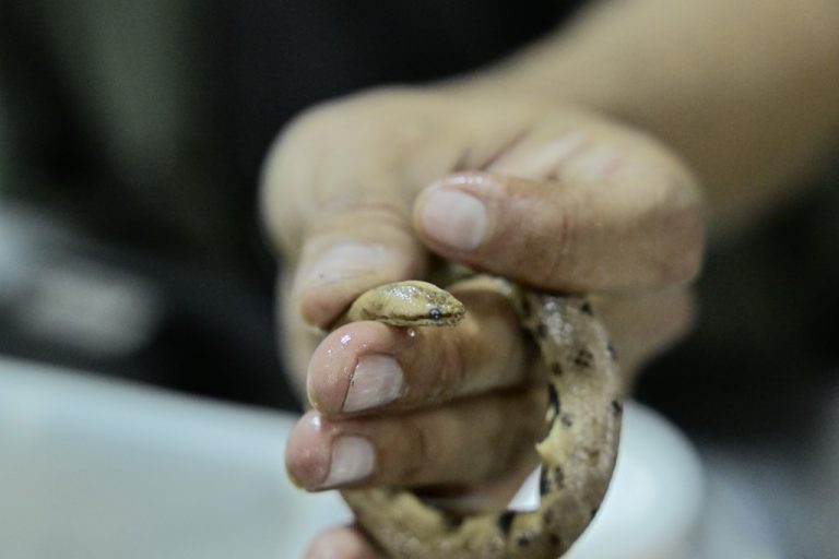 O nouă specie de boa pitic a fost descoperită în Amazonia ecuadoriană