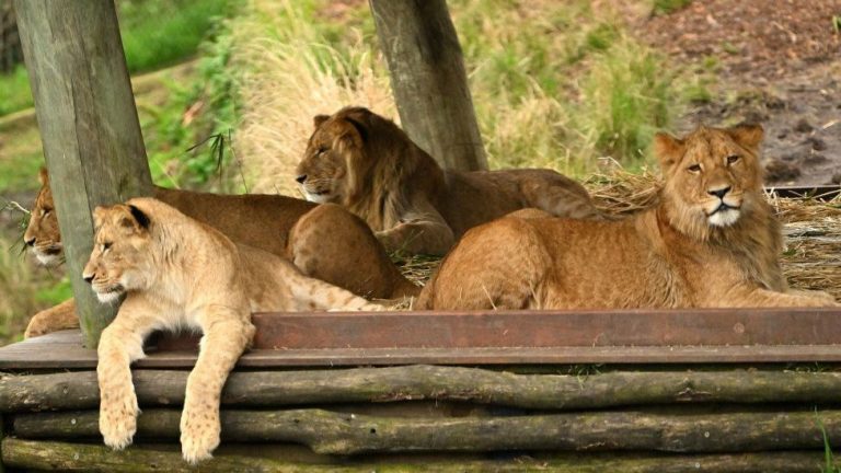 Cinci lei AU EVADAT din ţarc la o grădină zoologică din Sydney