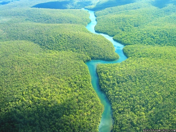 Pădurea tropicală din Amazonia nu reuşeşte să ţină pasul cu modificările climatice (studiu)