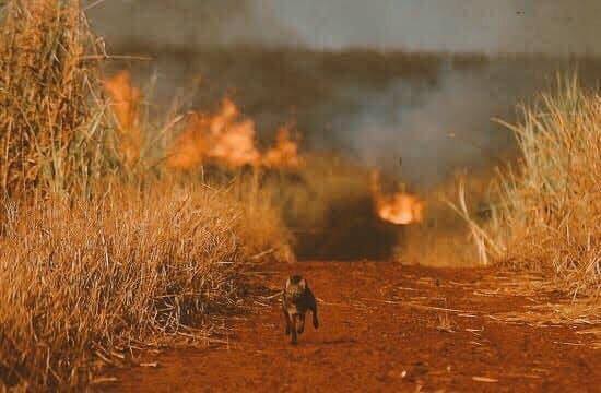 Regiunea amazoniană braziliană continuă să ardă la o lună de la interdicţia privind incendierea terenurilor