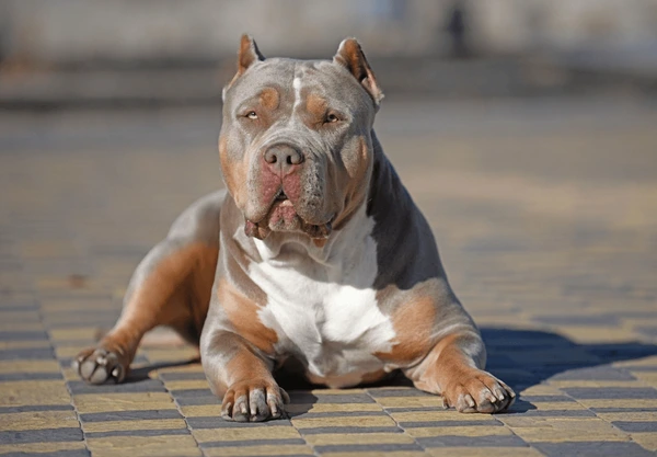 Țara care interzice câinii din rasa American Bully XL