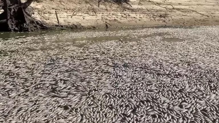 Milioane de peşti morţi plutesc pe un fluviu din sud-estul Australiei – VIDEO