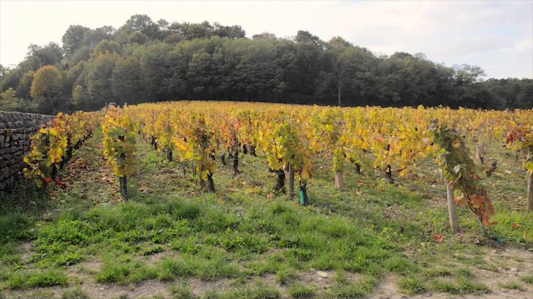 Domeniul Chateau Cheval Blanc plantează sute de arbori în podgoriile sale legendare din regiunea franceză Bordeaux