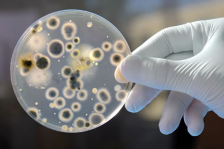 Candida auris – O nouă infecție molipsitoare afectează oamenii la nivel global (New York Times)