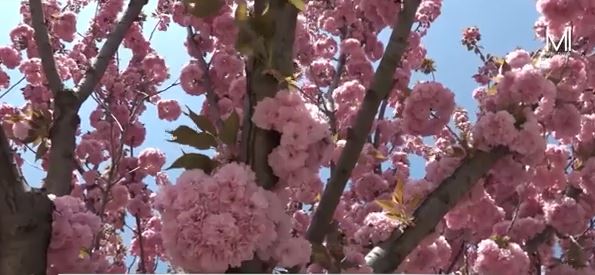 FOTO/ Frumusețe mare la Comrat. A înflorit aleea de sakura. Cireșii japonezi atrag sute de vizitatori
