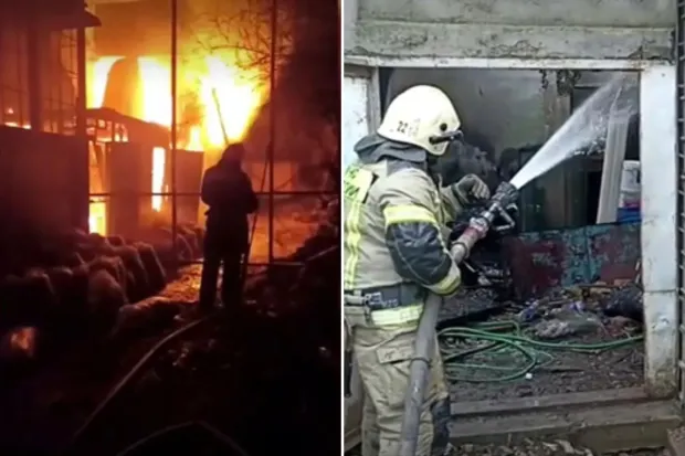 Peste 200 de animale au murit într-un incendiu izbucnit la o grădină zoologică din Crimeea