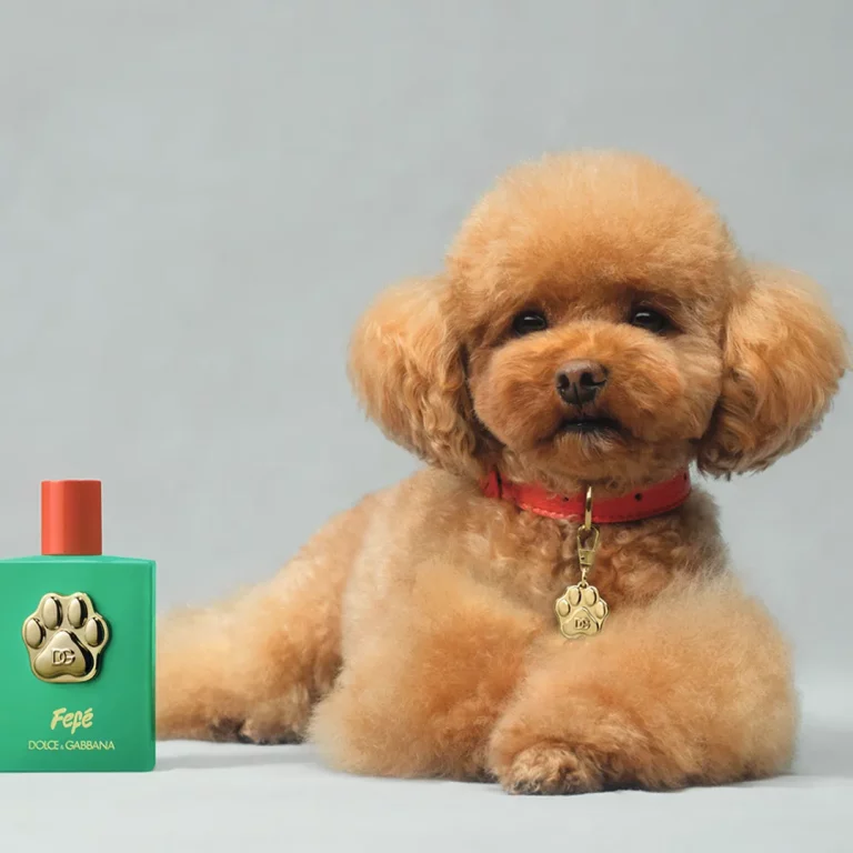 VIDEO – Fefé, primul parfum pentru câini lansat de Dolce&Gabbana