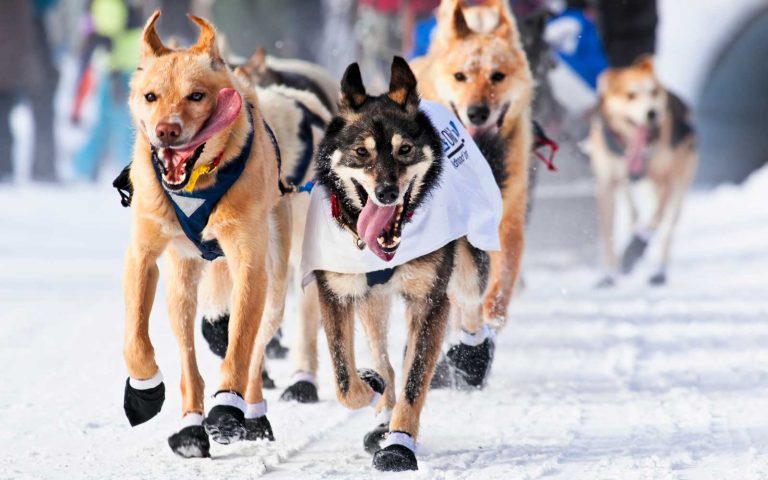 Iditarod, o cursă de sănii trase de câini, începe duminică în Alaska