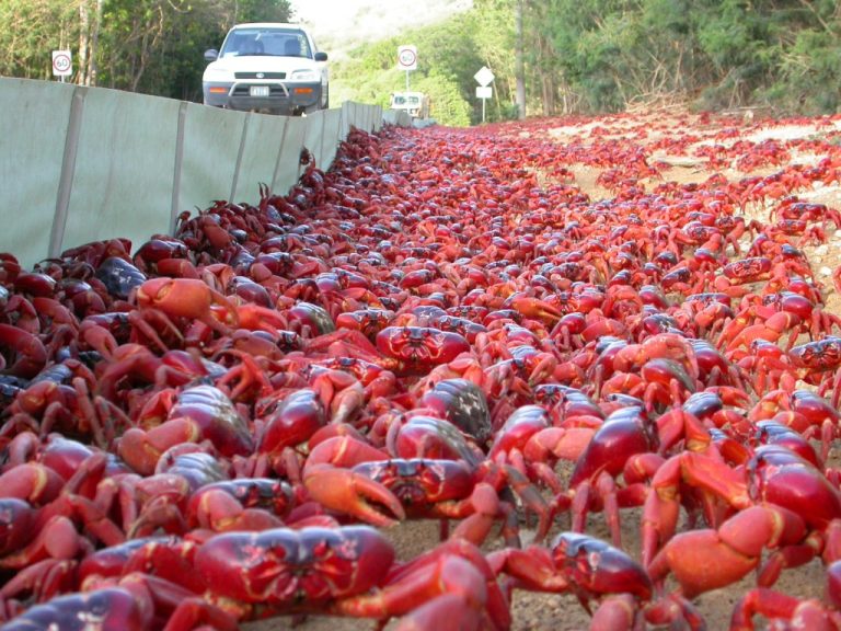 Vremea neobișnuit de secetoasă a întârziat migrația crabilor roșii din Insula Crăciunului