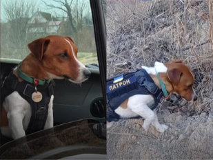 Un câine ajută pirotehnicienii să îndepărteze explozibilul lăsat în Cernigău
