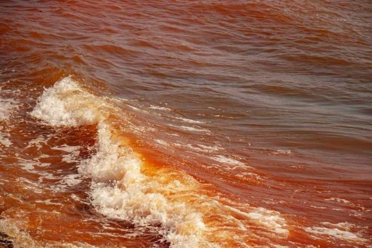 Fenomen rar pe litoralul românesc: Marea Neagră a devenit ‘Marea Roșie’ – Ce spun biologii