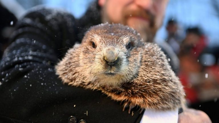 Marmota Phil a prezis că iarna va dura încă şase săptămâni