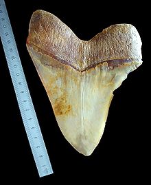 Marea Britanie : un student  a descoperit  doi dinţi fosilizaţi despre care se crede că ar proveni de la ”cei mai vechi strămoşi” ai oamenilor