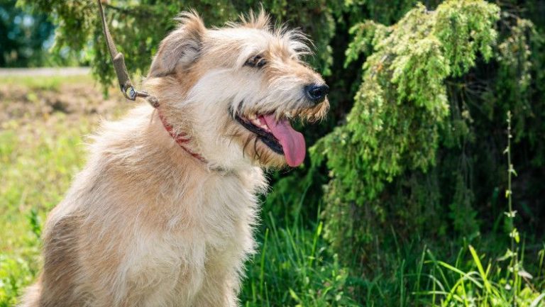 O localitate din Italia reduce taxele locale cu 200 de euro pentru persoanele care adoptă un câine