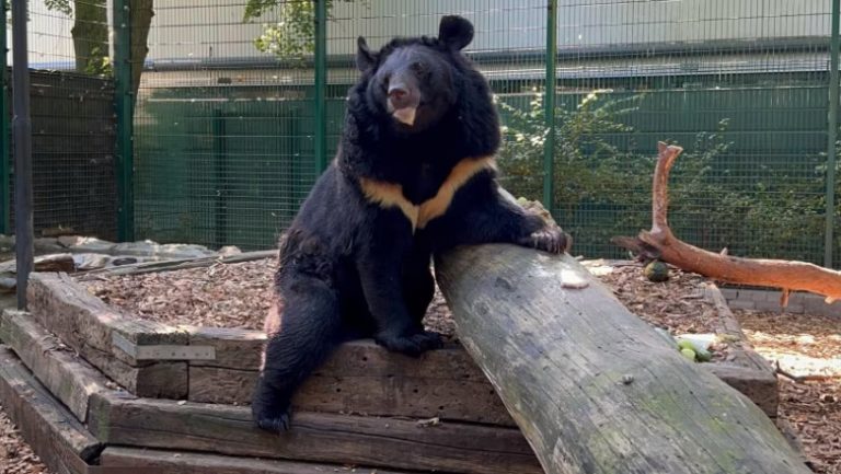 Un urs a fost salvat după o explozie în Ucraina, va locui acum în Scoția