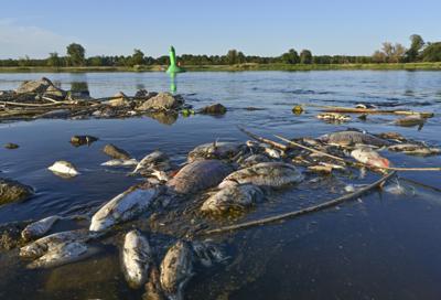 Un laborator din Germania a descoperit niveluri excesive de pesticide în fluviul Oder