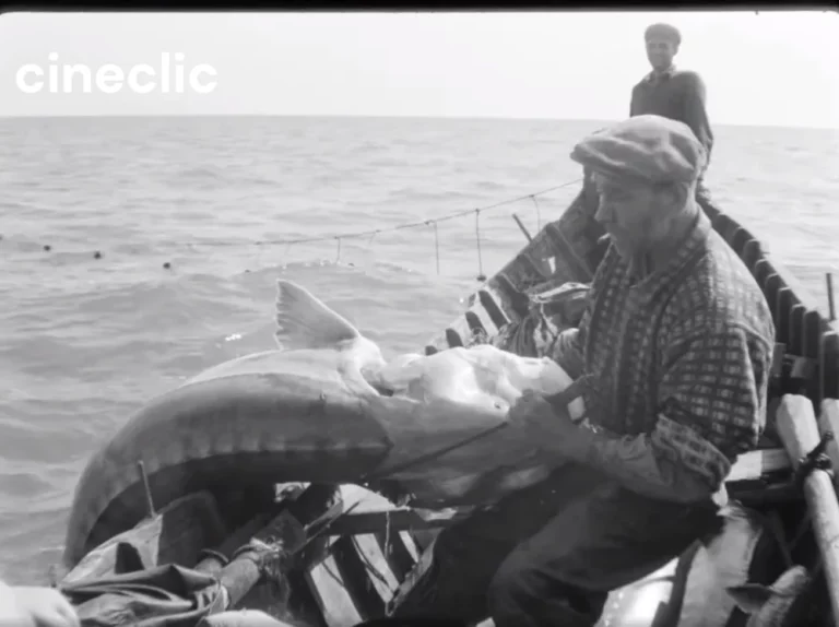 Legende pescărești cu monștri marini pescuiți la Sfântu Gheorghe: „A prins un morun de 675 de kilograme, din pântecele căruia a scos 145 de kilograme de caviar“ VIDEO