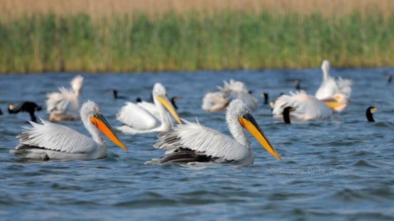 Pelicani creţi, specie declarată ‘vulnerabilă’ în România, echipaţi cu transmiţătoare GPS-GSM în Rezervaţia Biosferei Delta Dunării