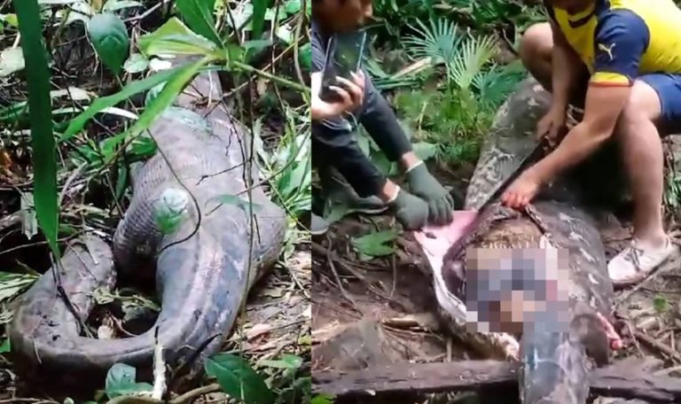 În Indonezia, o femeie dispărută a fost găsită în stomacul unui piton de cinci metri