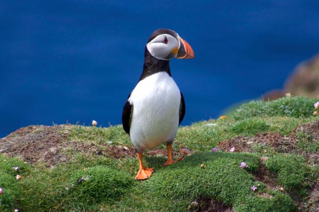 Deşeuri din plastic, descoperite în mii de cuiburi de păsări marine din Europa