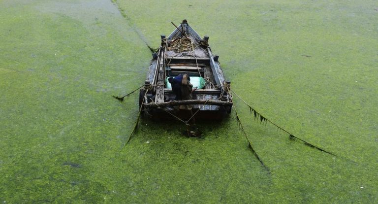 Oraşul chinezesc Qingdao se confruntă cu cea mai puternică infestare cu alge din istoria sa