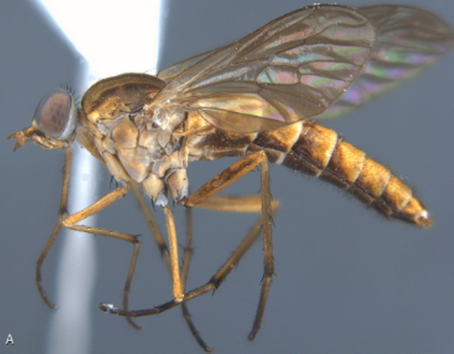A fost descoperită o insectă care le dă fiori și cercetătorilor: Rinhatiana cracentis este supranumită și ‘musca cu toc’