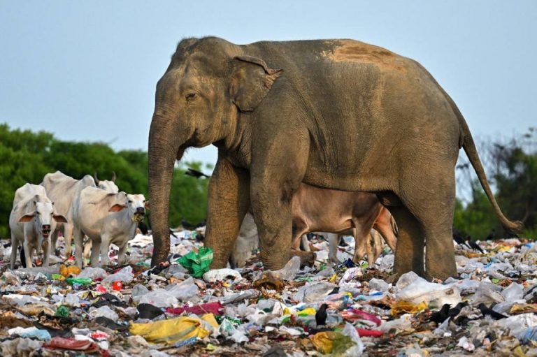 Deşeurile din plastic, o problemă ‘elefantescă’ în Sri Lanka