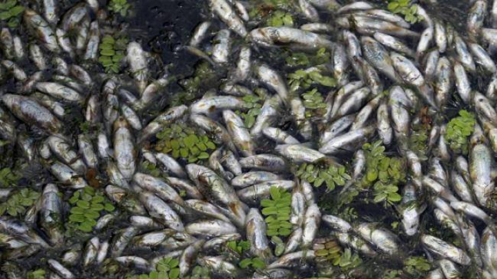 Catastrofă ecologică: Sute de pești morți zac pe malul unui iaz din Edineț