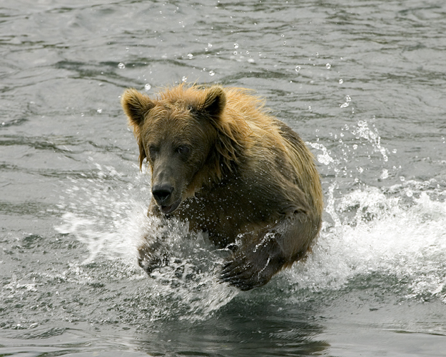 Urşii înfometaţi seamănă teroarea în Extremul Orient rus
