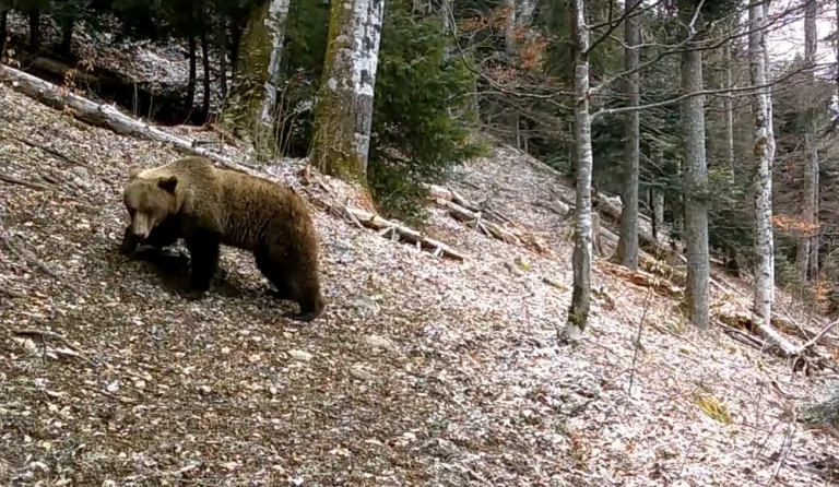 Urșii din Munții Retezat au ieșit din hibernare. Imagini inedite surprinse în parcul național din România VIDEO