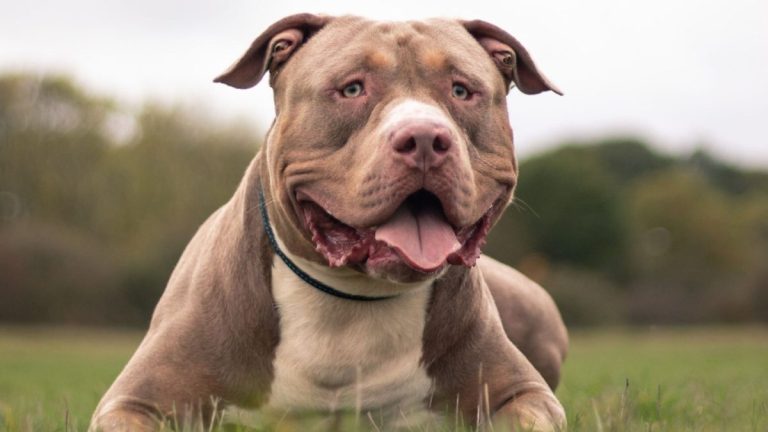 Deţinerea unui câine neînregistrat din rasa XL Bully va fi interzisă în Anglia şi Ţara Galilor
