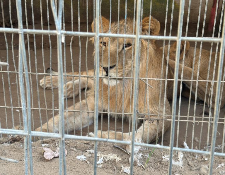 Animalele de la Zoo Gaza suferă de foame. Printre cuști s-au refugiat mai mulți palestinieni