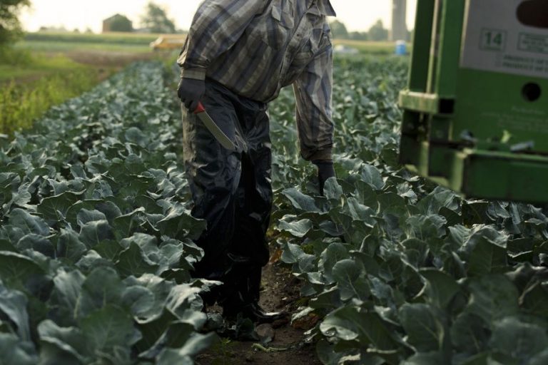 AIPA a dispus eliberarea a peste 85 de milioane pentru agricultori