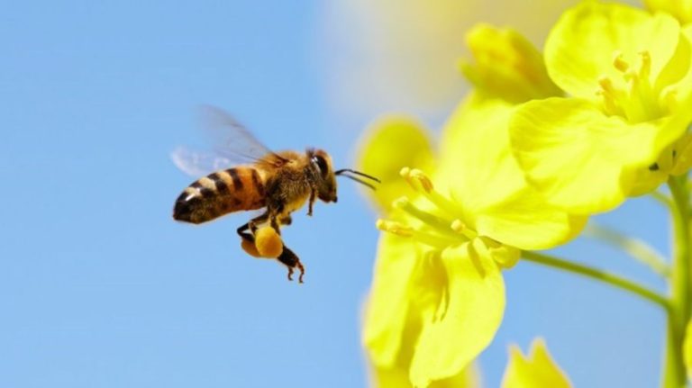 Cum ar putea albinele să ajute familiile afectate de război din Ucraina