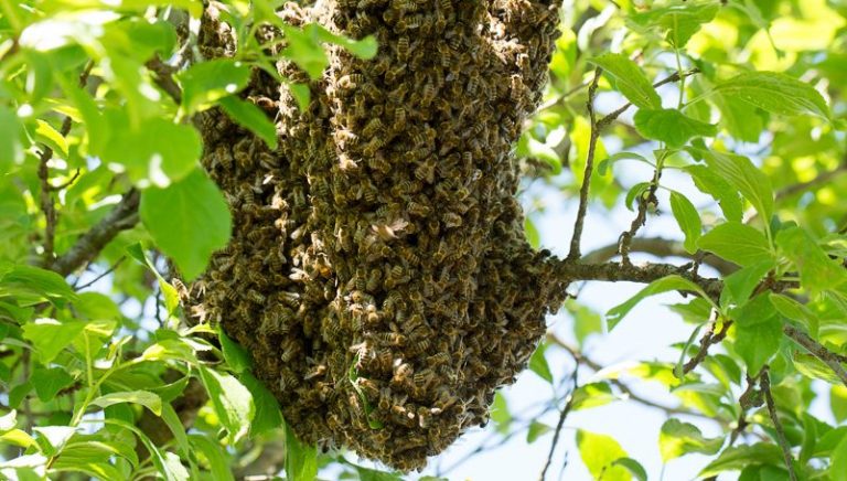 Invazie de albine. Roiurile au pus stăpânire pe străzile capitalei, în Piața Centrală și la Soroca