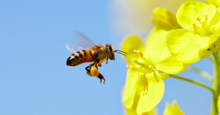 Statele membre UE sunt de acord reducerea pragului de reziduuri de pesticide pentru a proteja mai bine albinele