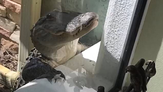 Surpriză la poliţia vamală din Florida – Un pui de aligator, descoperit în pantalonii unei femei