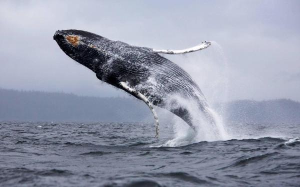 STUDIU/ Oceanul Pacific a pierdut deja mii de balene