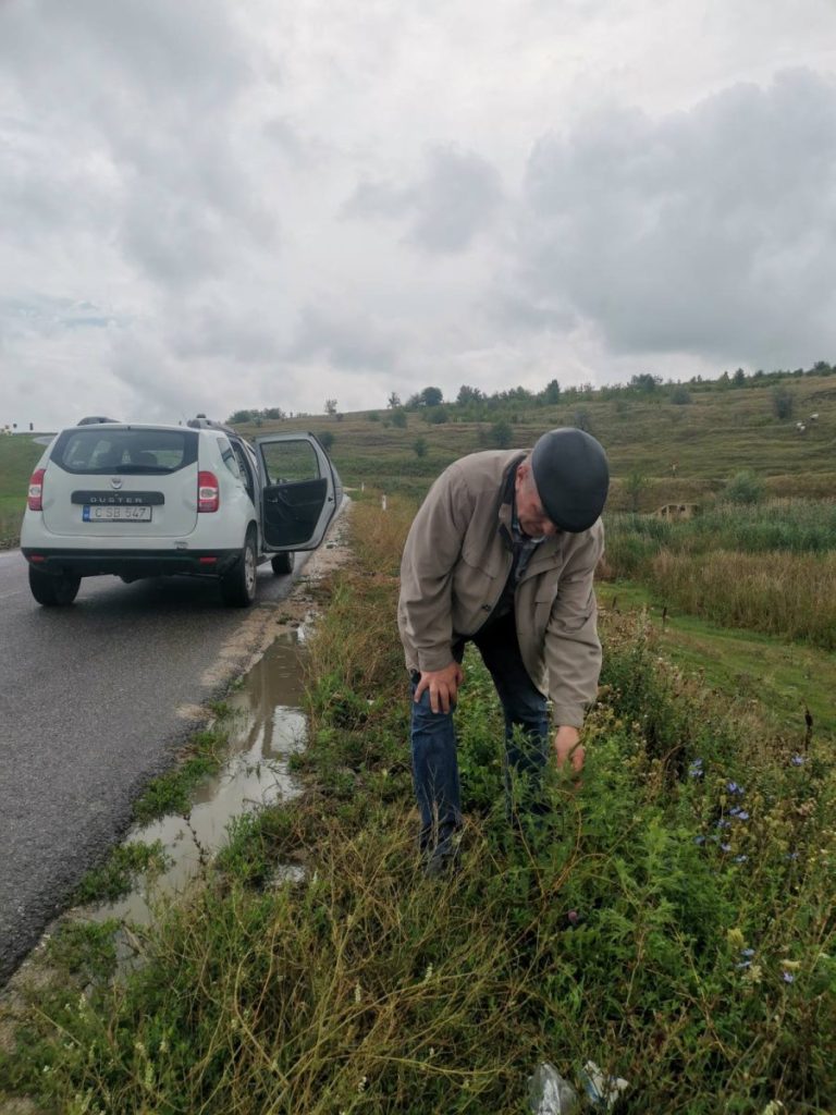 Razii la Briceni. Inspectorii de mediu luptă cu ambrozia