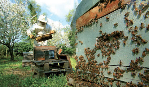 Franța : Apicultorii care cer interzicerea pesticidelor au încheiat “un convoi mortuar” dedicat albinelor