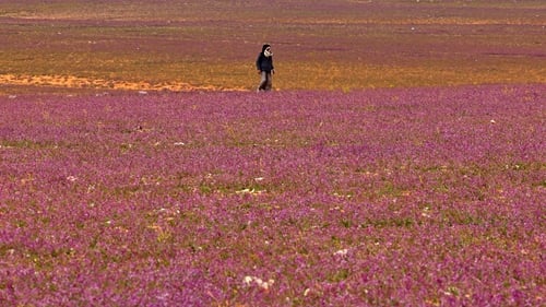 Spectacol rar al naturii în Arabia Saudită: Deşertul a fost acoperit cu flori violet